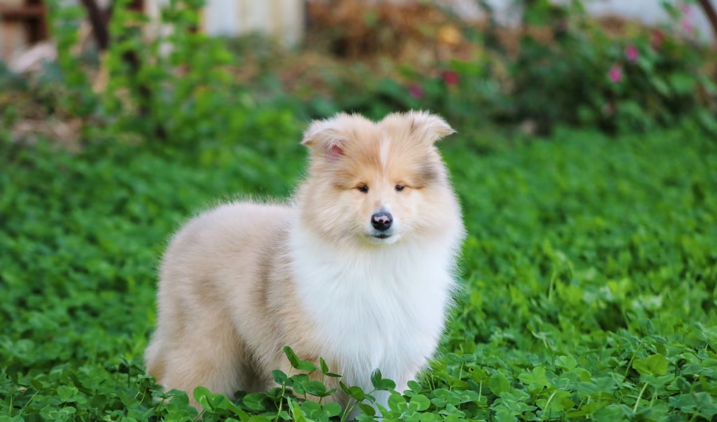 粗毛柯利犬、长毛牧羊犬、柯利犬、柯利牧羊犬